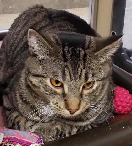 Enlarge Misty, a ADOPTABLE mixed breed in Dubuque, IA image 2/3