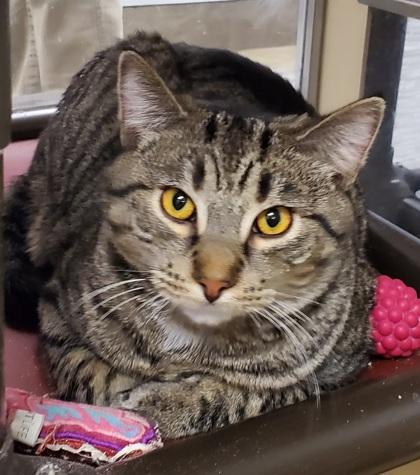 Enlarge Misty, a ADOPTABLE mixed breed in Dubuque, IA image 3/3