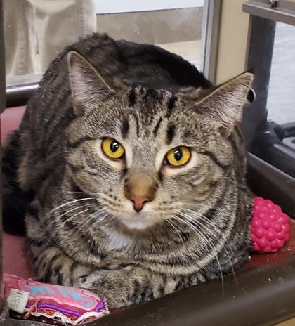 Misty, ADOPTABLE, Adult Male Domestic Short Hair.