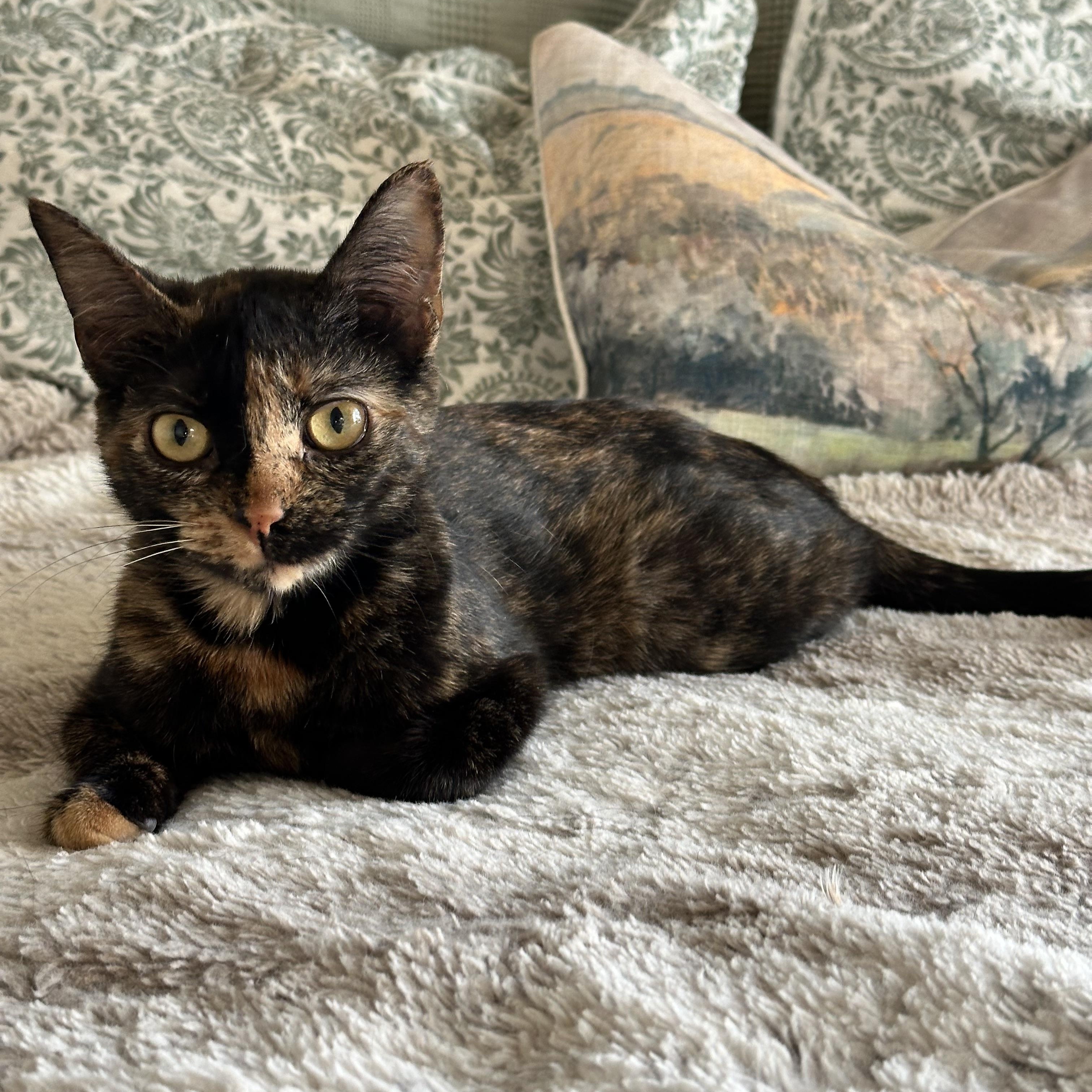 Enlarge Nutmeg, an adopted Tortoiseshell in Visalia, CA image 2/2