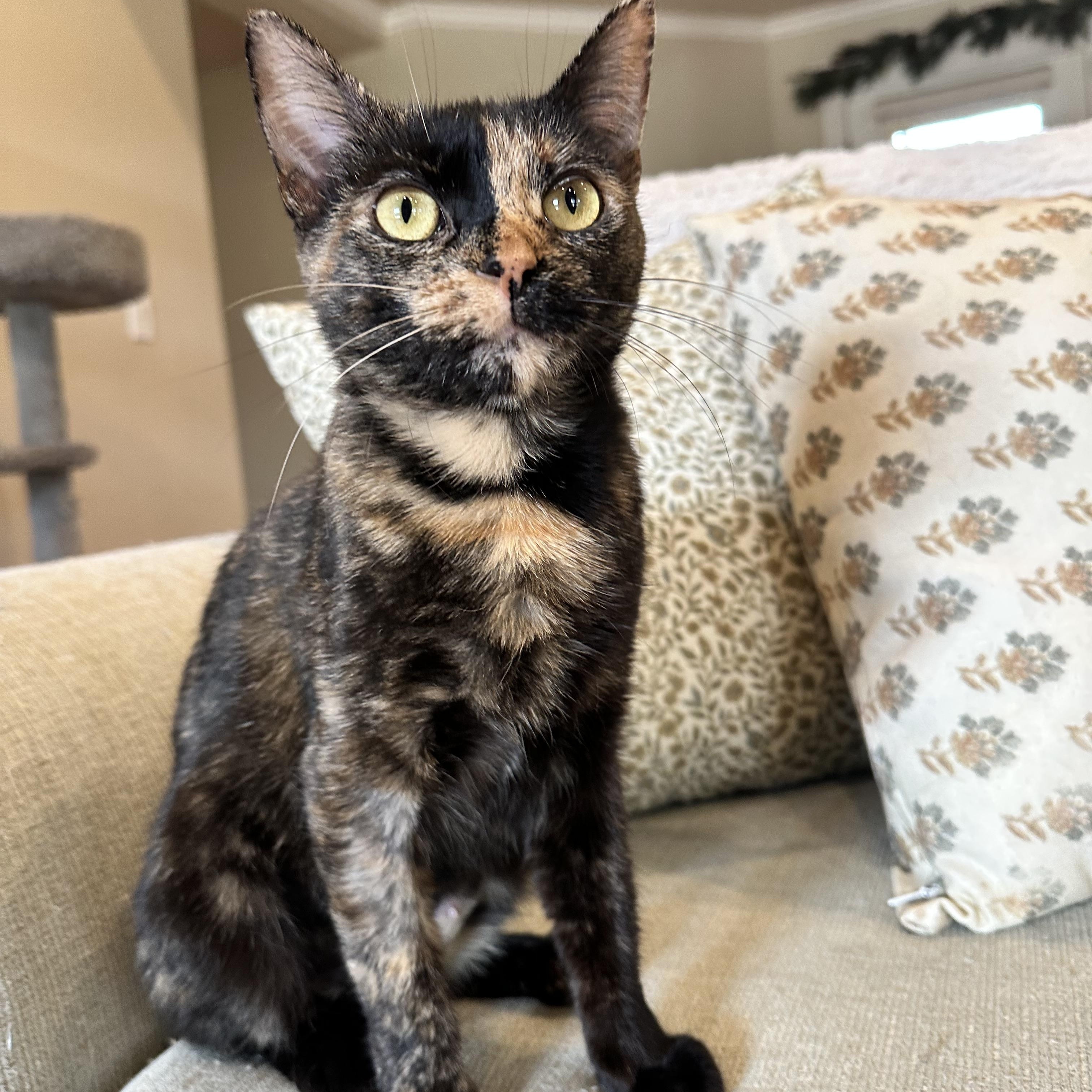 Nutmeg, adopted, Kitten Female Tortoiseshell.