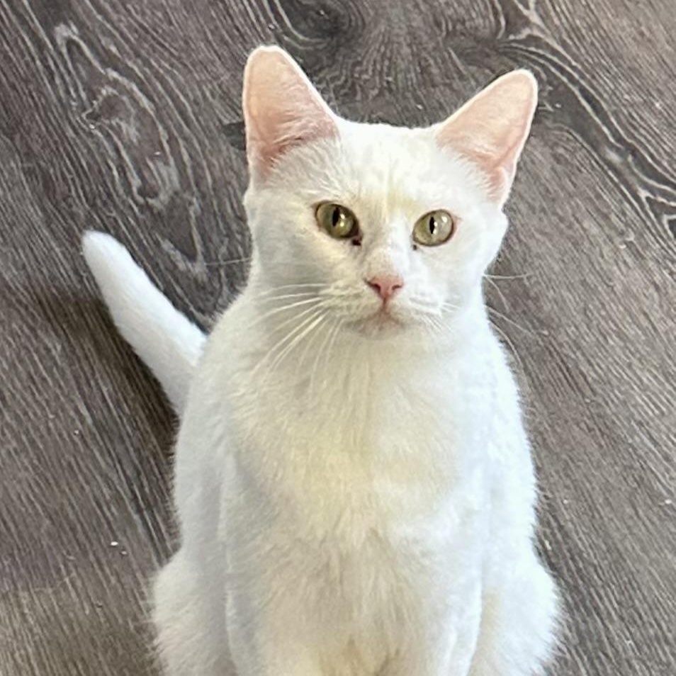 Opal, a Adoptable mixed breed in Minneapolis, MN image 1/3