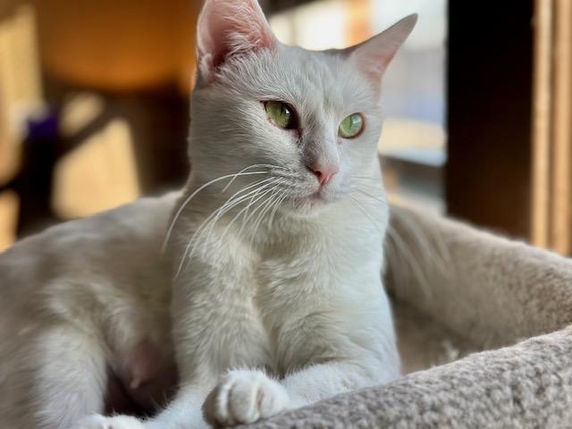 Enlarge Opal, a Adoptable mixed breed in Minneapolis, MN image 4/4