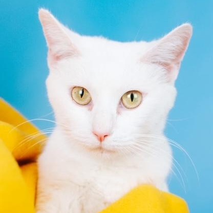 Opal, a Adoptable mixed breed in Minneapolis, MN image 2/3