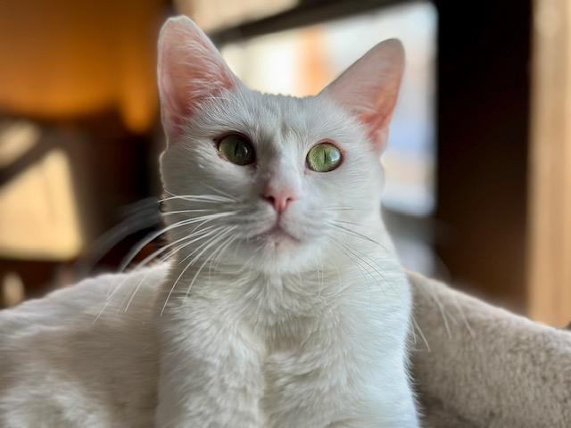 Enlarge Opal, a Adoptable mixed breed in Minneapolis, MN image 1/4