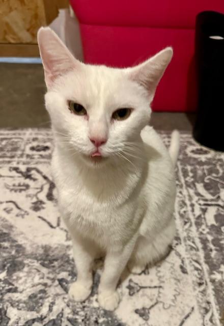 Opal, a Adoptable mixed breed in Minneapolis, MN image 3/3