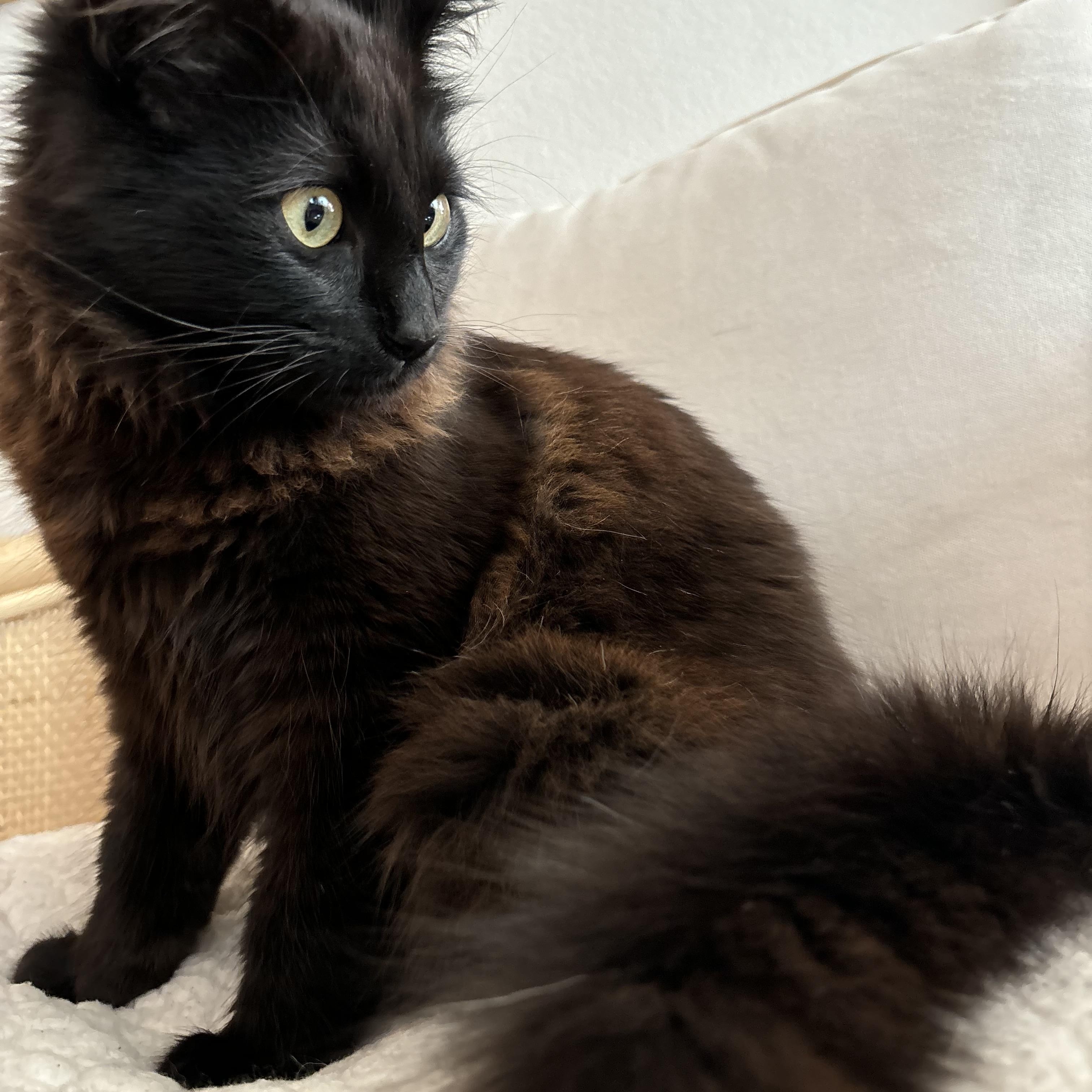 Enlarge Echo, an adopted Domestic Long Hair in Santa Ana, CA image 2/5