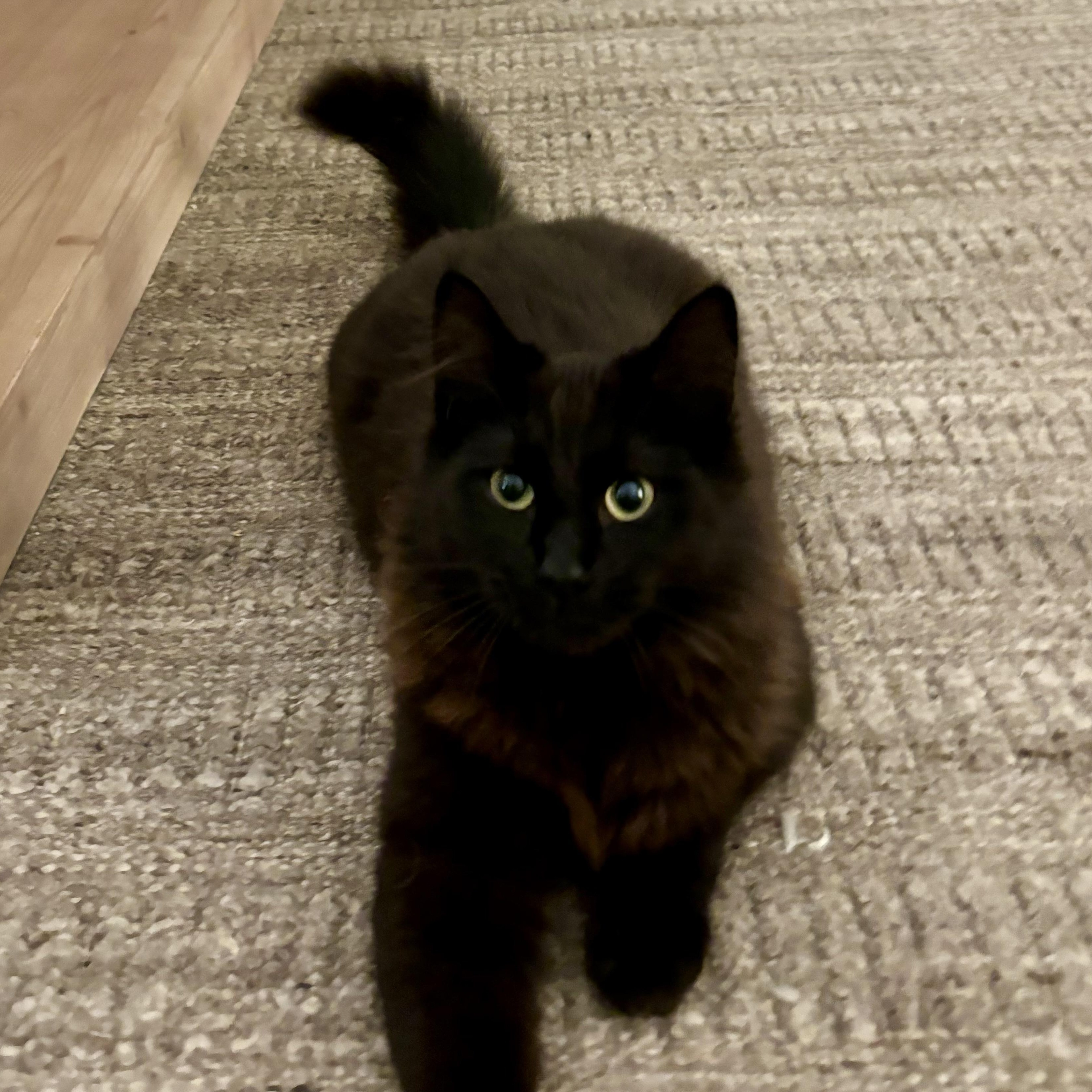 Enlarge Echo, an adopted Domestic Long Hair in Santa Ana, CA image 3/5