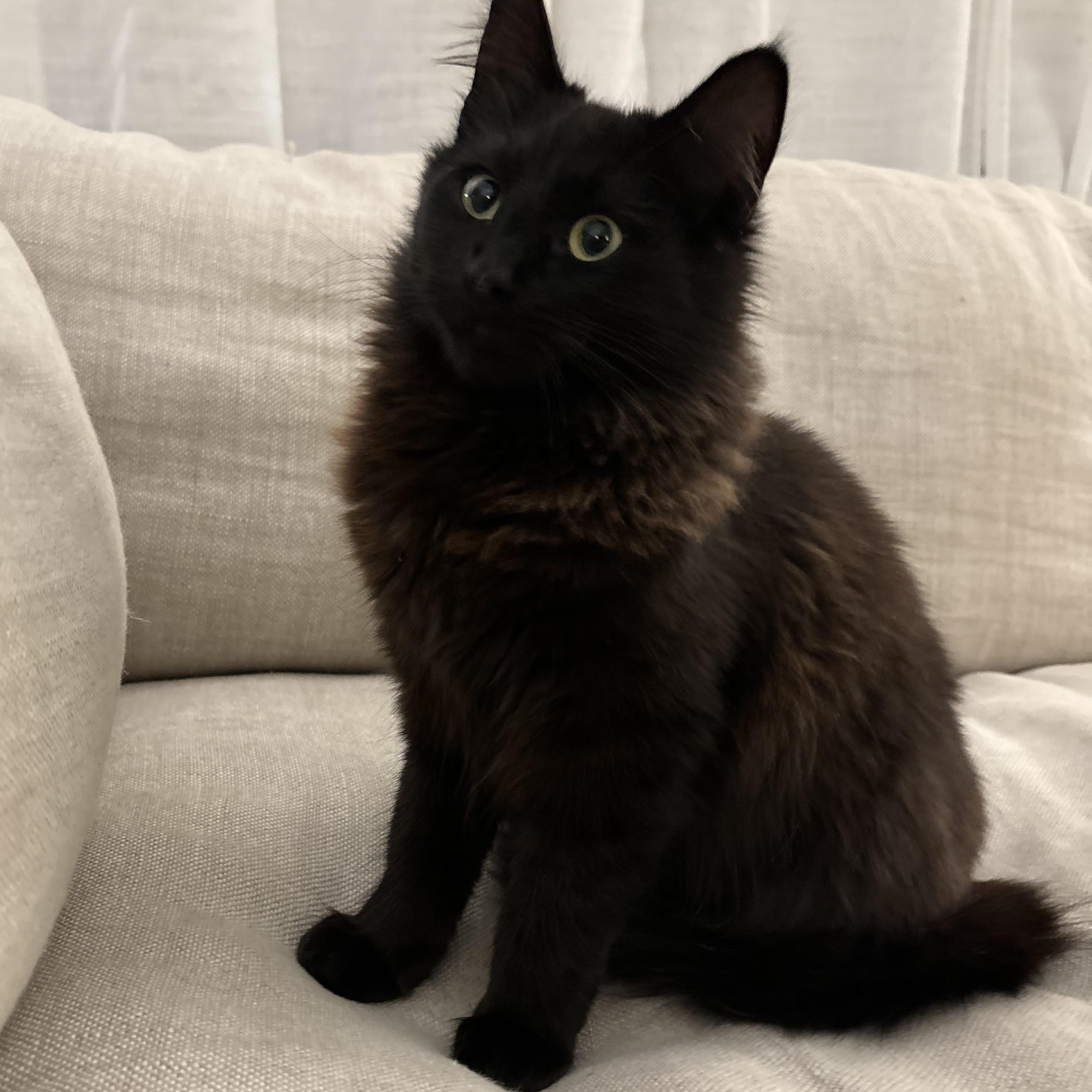 Enlarge Echo, an adopted Domestic Long Hair in Santa Ana, CA image 5/5