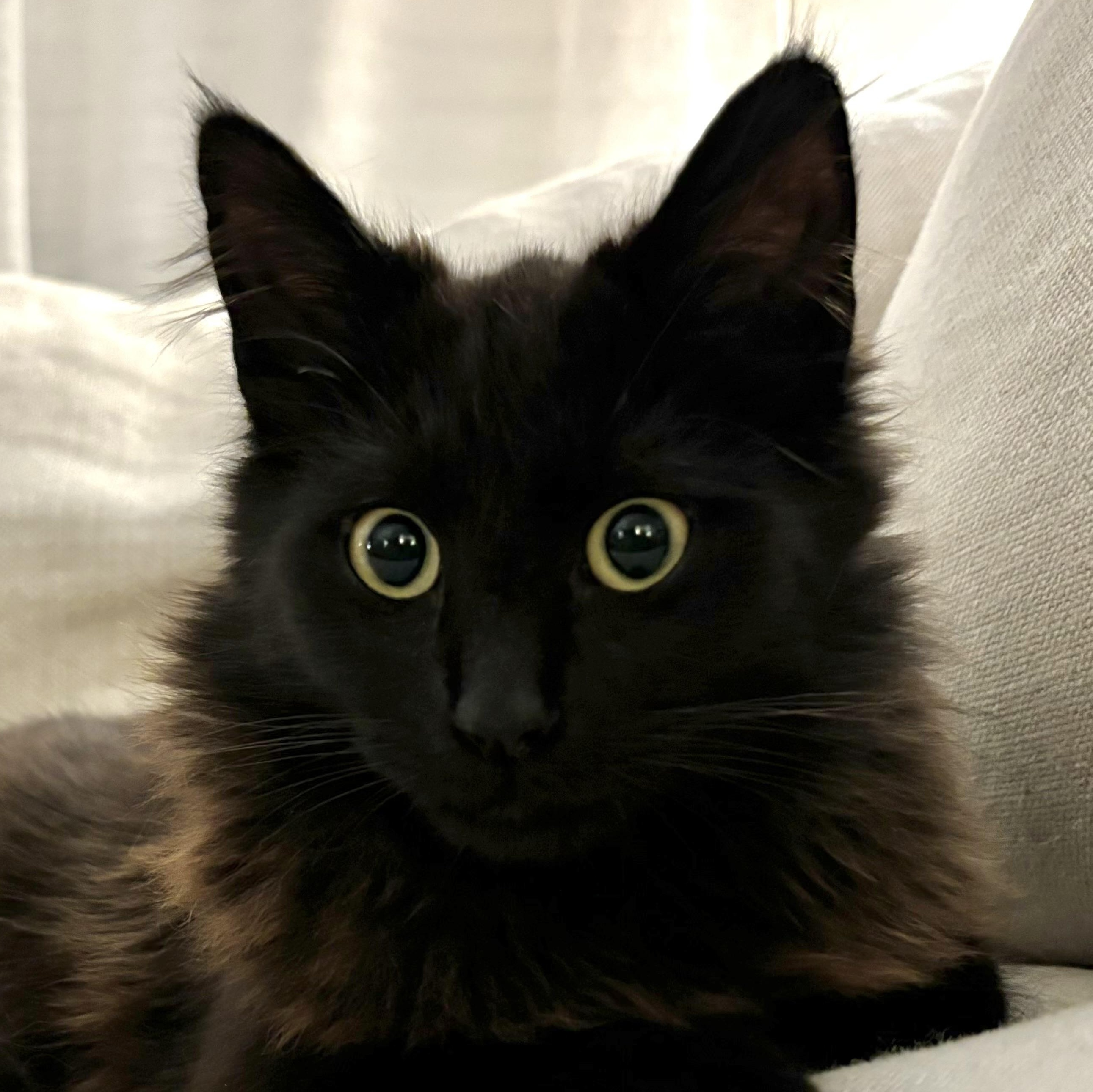 Enlarge Echo, an adopted Domestic Long Hair in Santa Ana, CA image 1/5