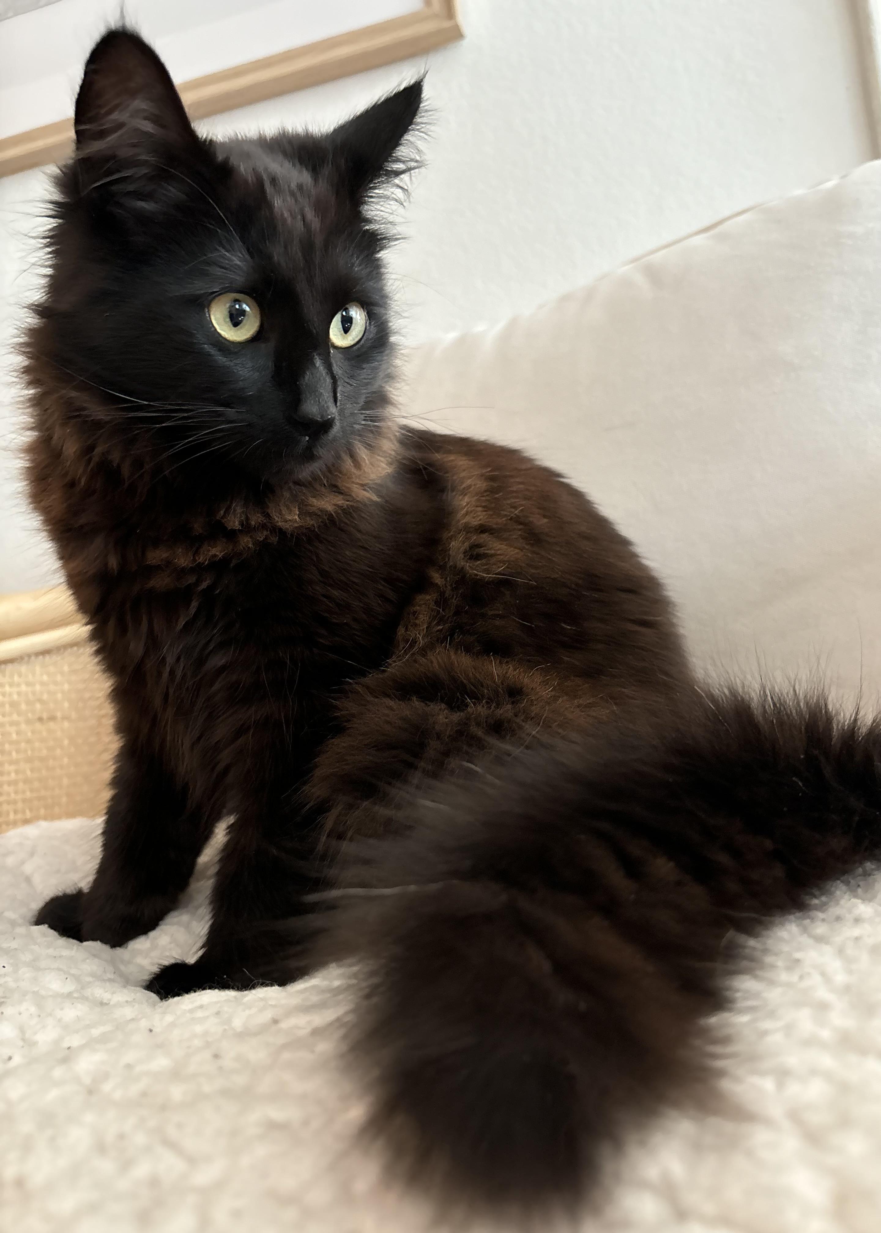 Enlarge Echo, an adopted Domestic Long Hair in Santa Ana, CA image 4/5