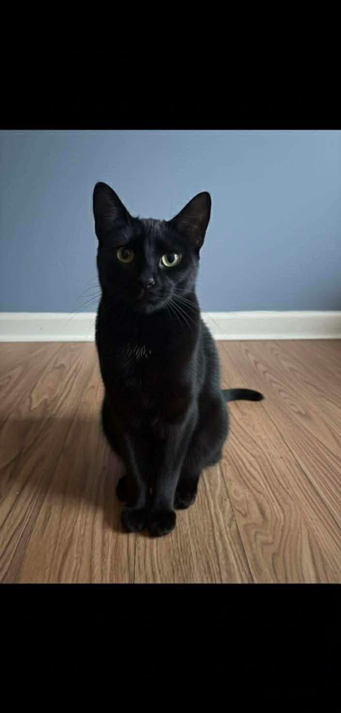 Enlarge Dorothy, a Adoptable Domestic Short Hair in Massillon, OH image 1/1