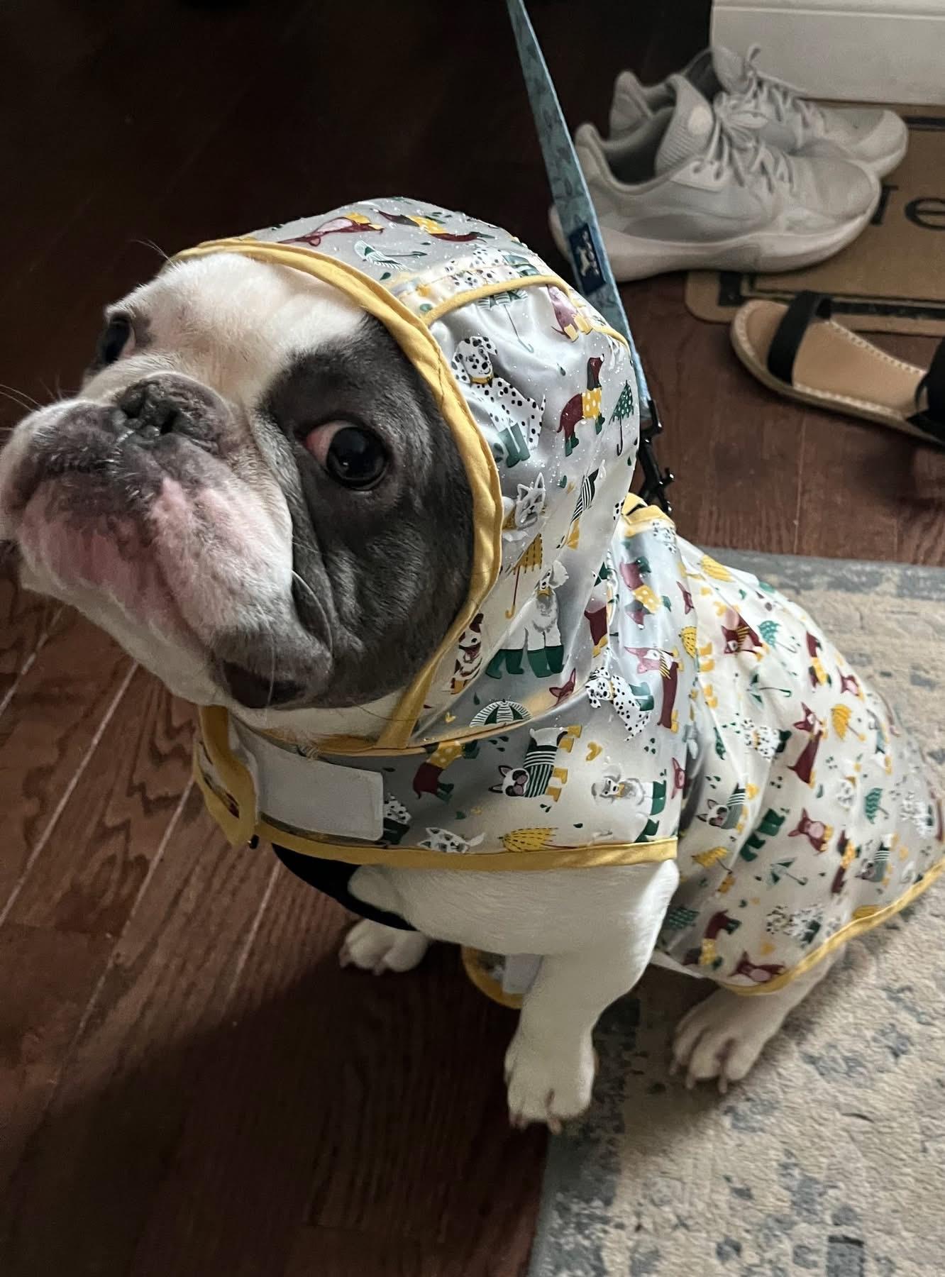 Enlarge Hank, a ADOPTABLE French Bulldog in Ridgefield, CT image 4/6