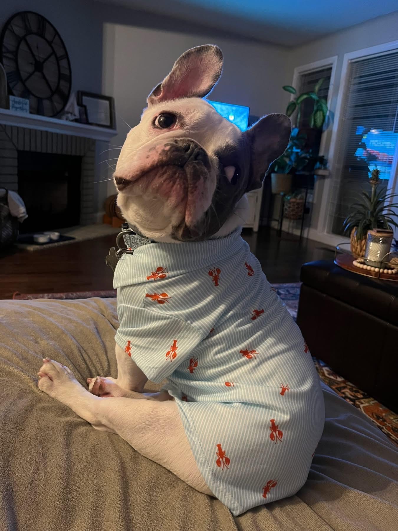 Enlarge Hank, a ADOPTABLE French Bulldog in Ridgefield, CT image 6/6