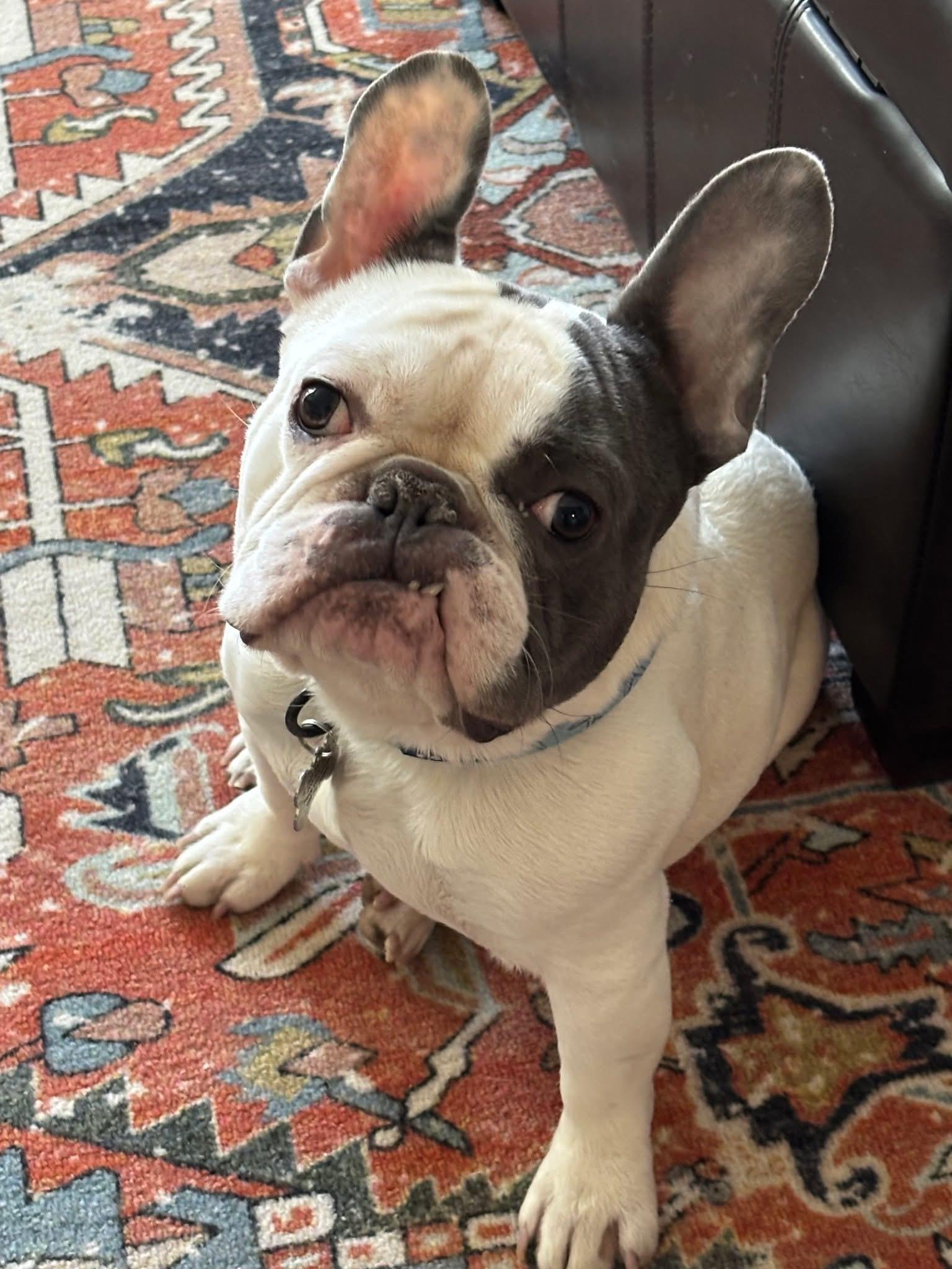 Enlarge Hank, a ADOPTABLE French Bulldog in Ridgefield, CT image 1/6