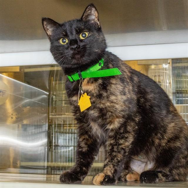 Enlarge MADELINE, a Adoptable Domestic Short Hair in St. Louis, MO image 1/1