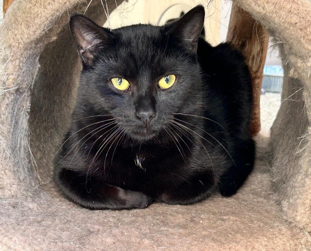 Binx, Adoptable, Young Male Domestic Short Hair.