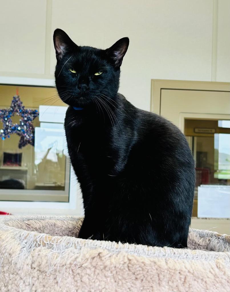 Enlarge Binx, a Adoptable mixed breed in Fremont, OH image 2/2