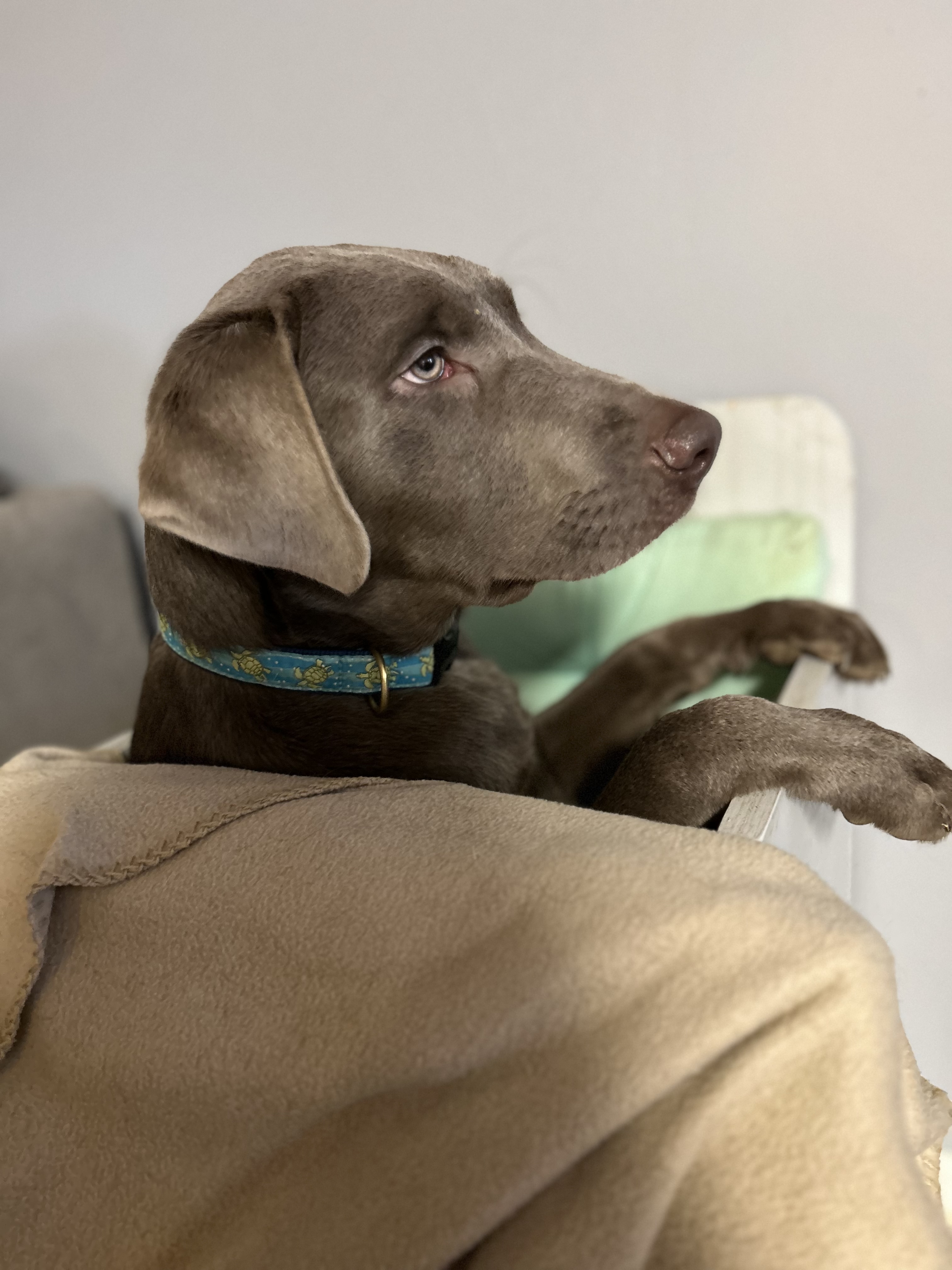 Baker, a Adoptable Labrador Retriever in Hatfield, PA image 2/5