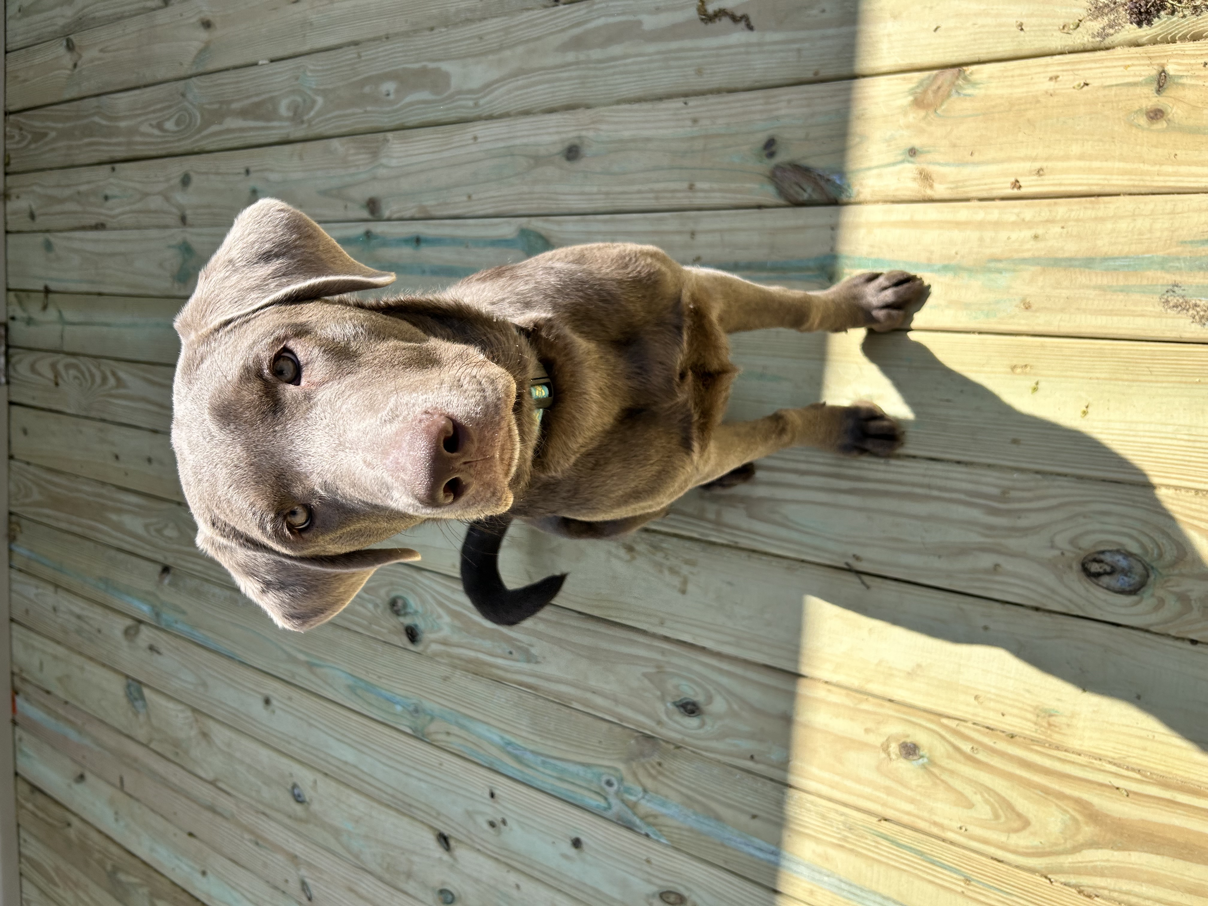 Baker, a Adoptable Labrador Retriever in Hatfield, PA image 3/5