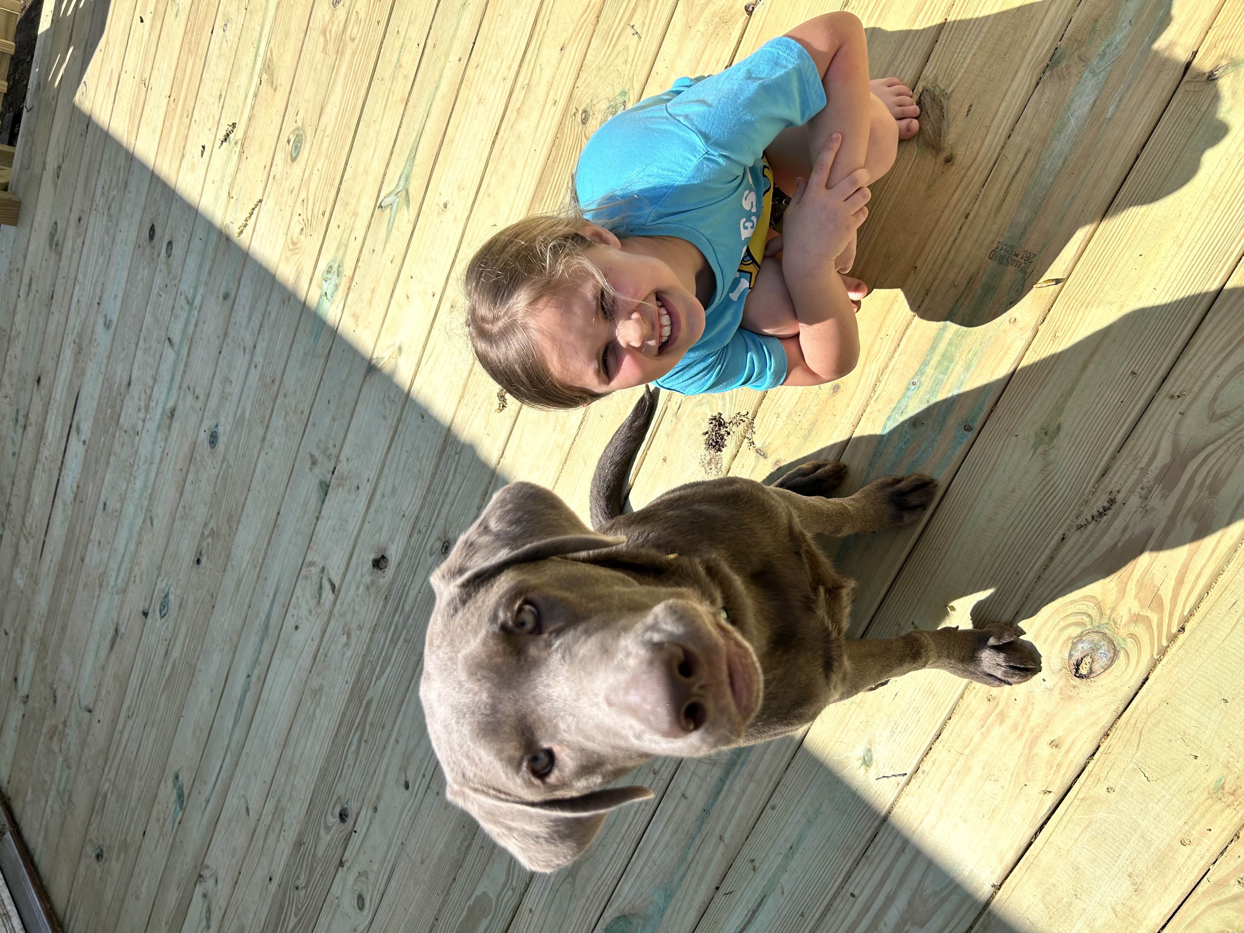 Baker, a Adoptable Labrador Retriever in Hatfield, PA image 4/5