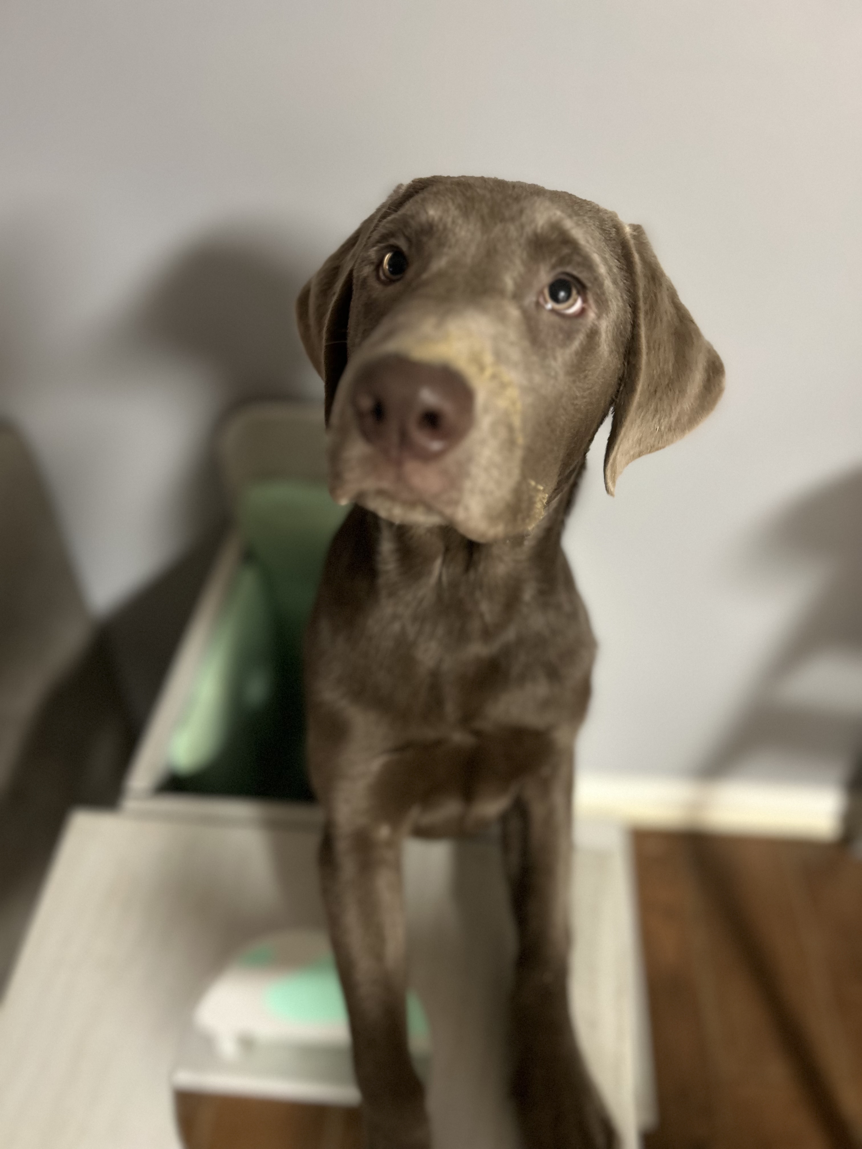 Baker, Young Male Labrador Retriever
