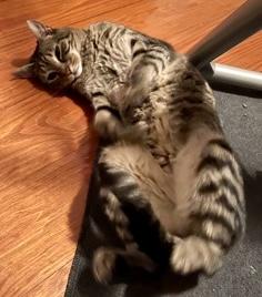 Enlarge Lillian  `A PRIORITY PET`, a Adoptable Domestic Short Hair in Columbia, SC image 2/3