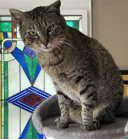 Enlarge Lillian  `A PRIORITY PET`, a Adoptable Domestic Short Hair in Columbia, SC image 3/3