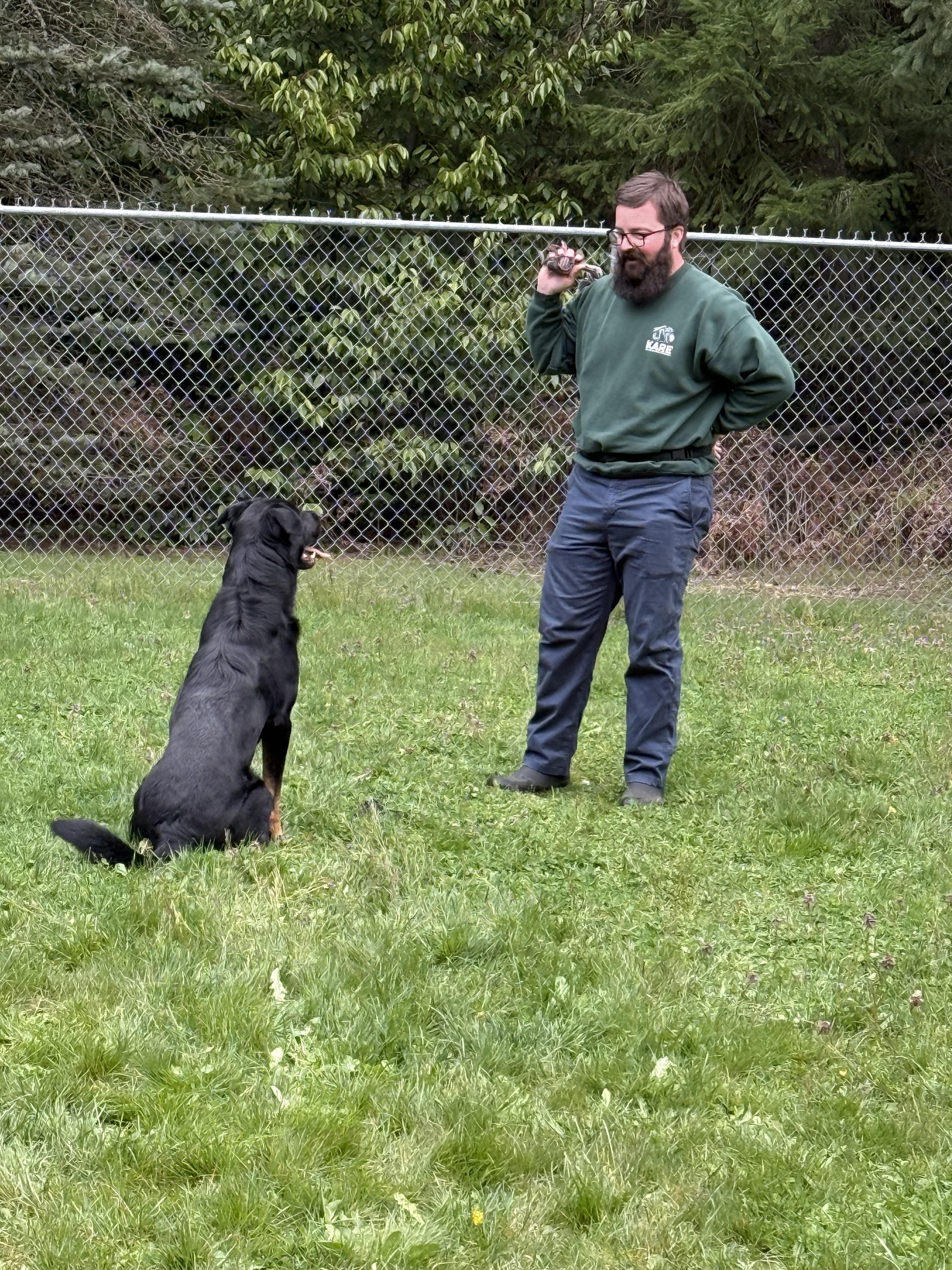 Rusty, ADOPTABLE, Young Male German Shepherd Dog & Rottweiler.