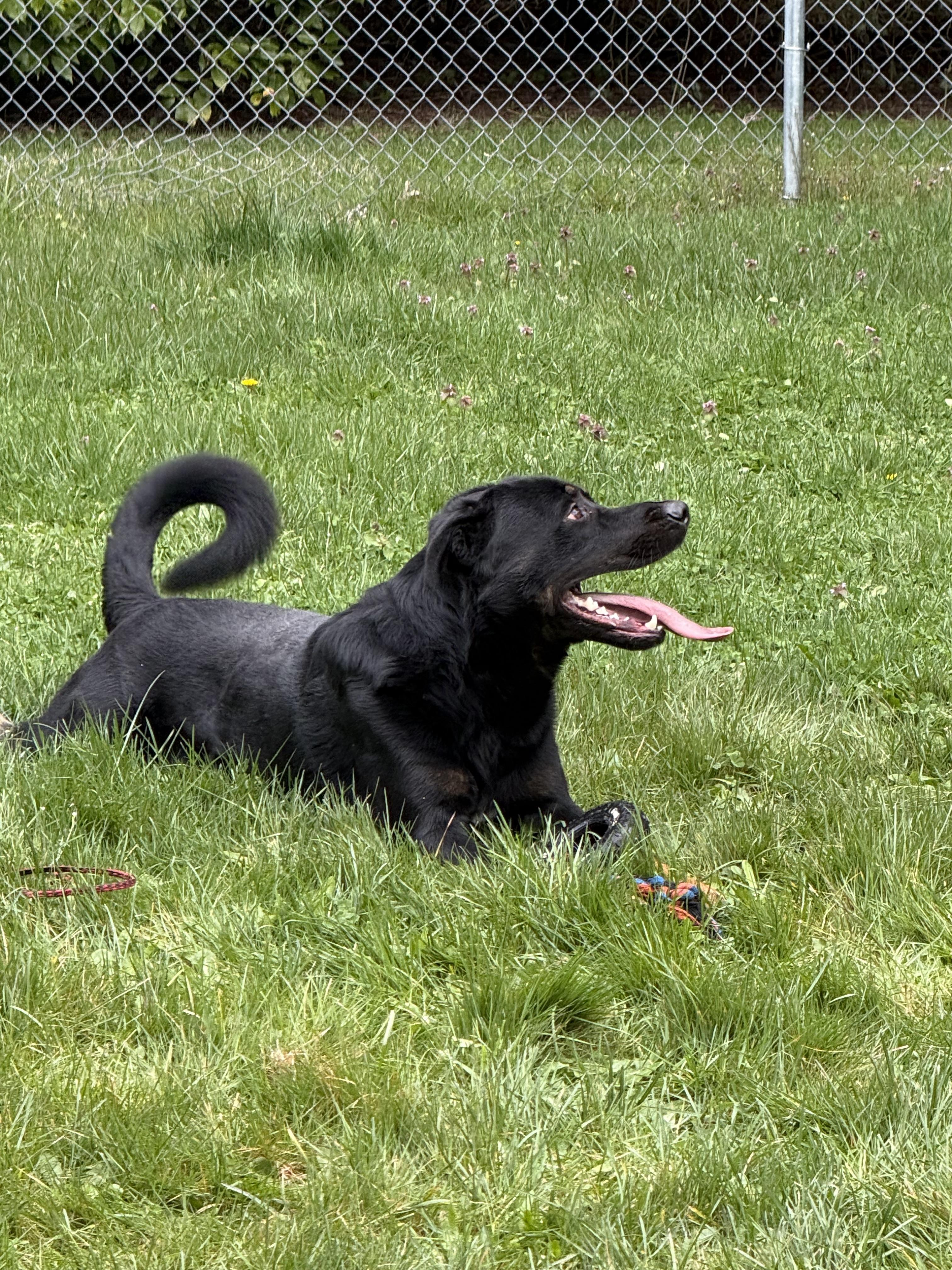 Enlarge Rusty, a ADOPTABLE mixed breed in Silverdale, WA image 2/3