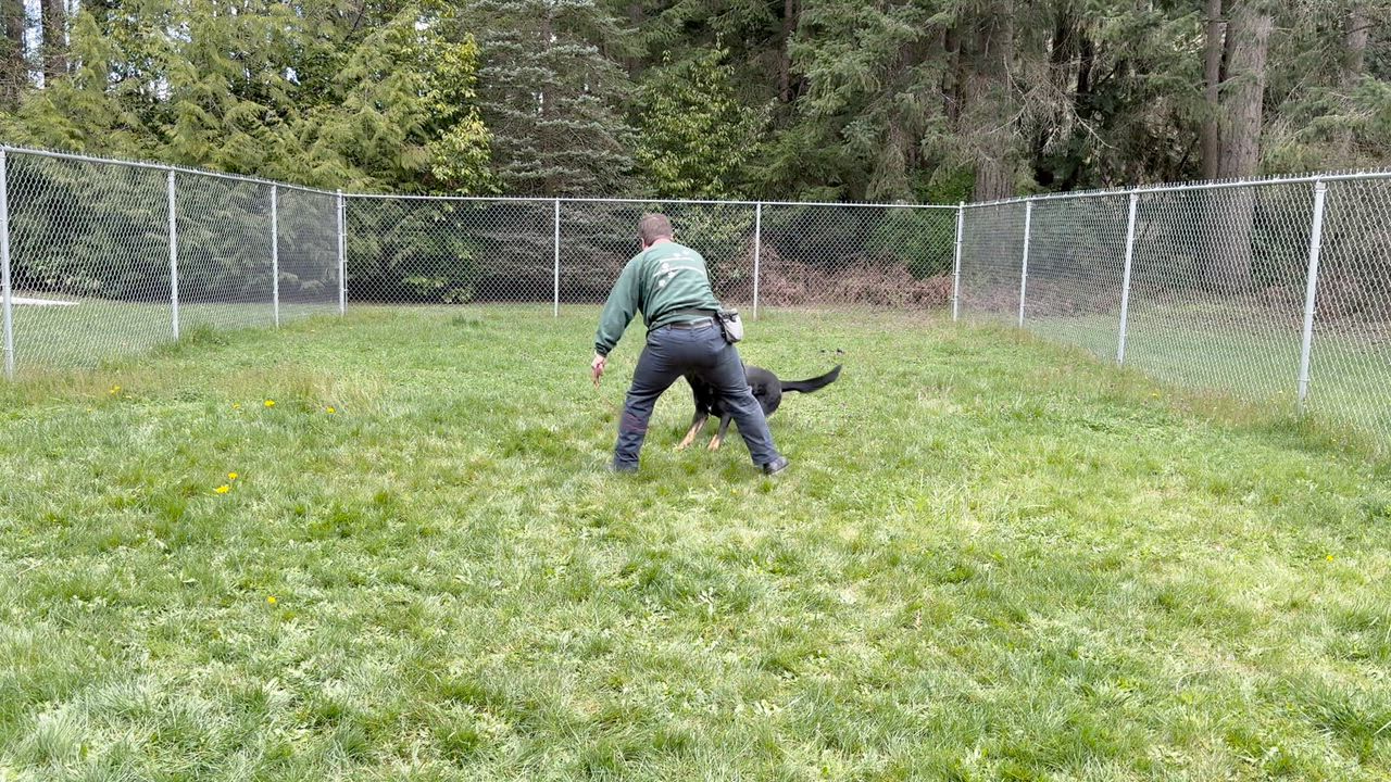 Enlarge Rusty, a ADOPTABLE mixed breed in Silverdale, WA video 3/3