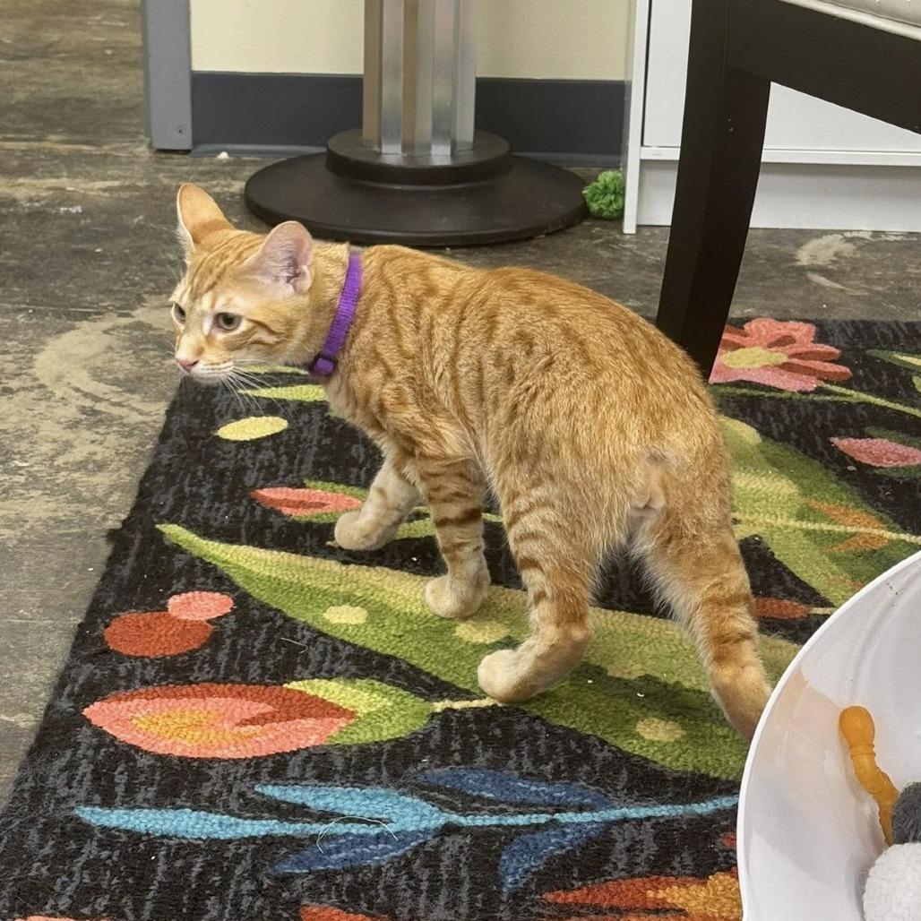 *Cheeto, a Adoptable mixed breed in Huntsville, AL image 1/4