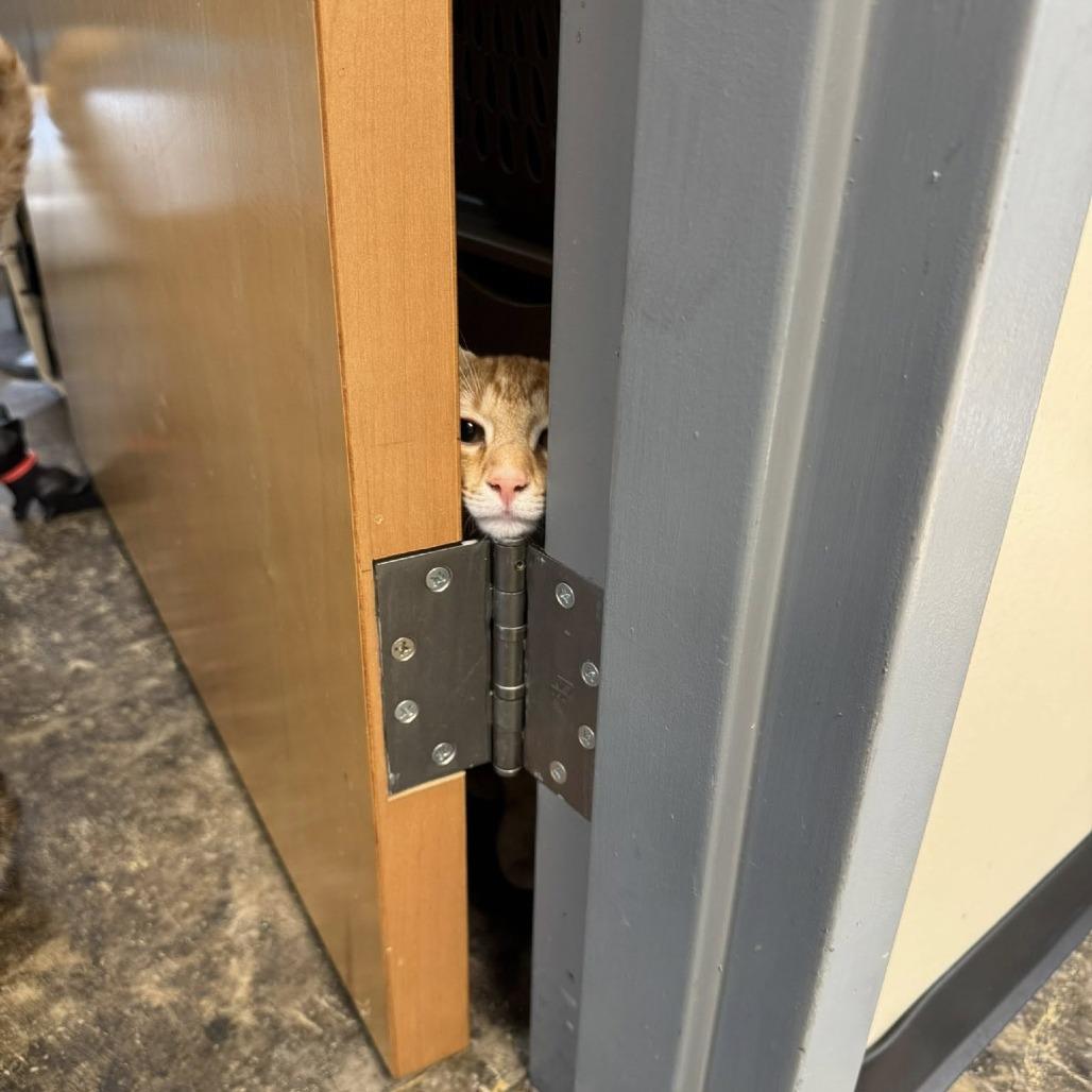 *Cheeto, a Adoptable mixed breed in Huntsville, AL image 2/4