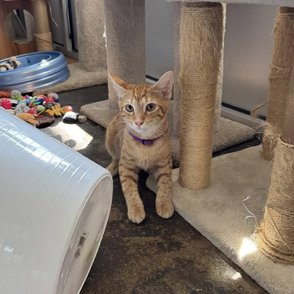 *Cheeto, a Adoptable mixed breed in Huntsville, AL image 4/4