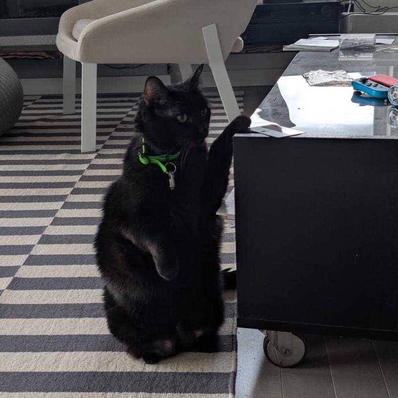 Luna the Great, Adoptable, Senior Female Domestic Short Hair.