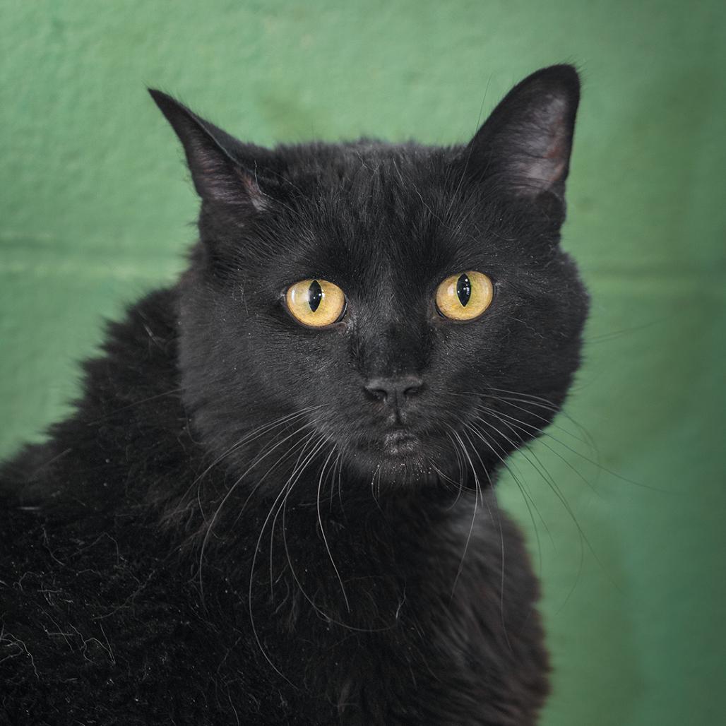 Enlarge Luna the Great, a Adoptable Domestic Short Hair in Lakewood, CO image 1/6