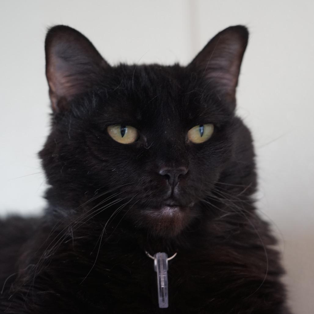 Enlarge Luna the Great, a Adoptable Domestic Short Hair in Lakewood, CO image 2/6