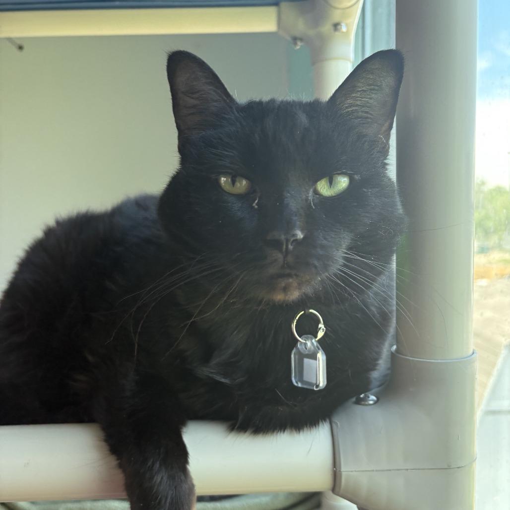 Luna the Great — thumbnail 4