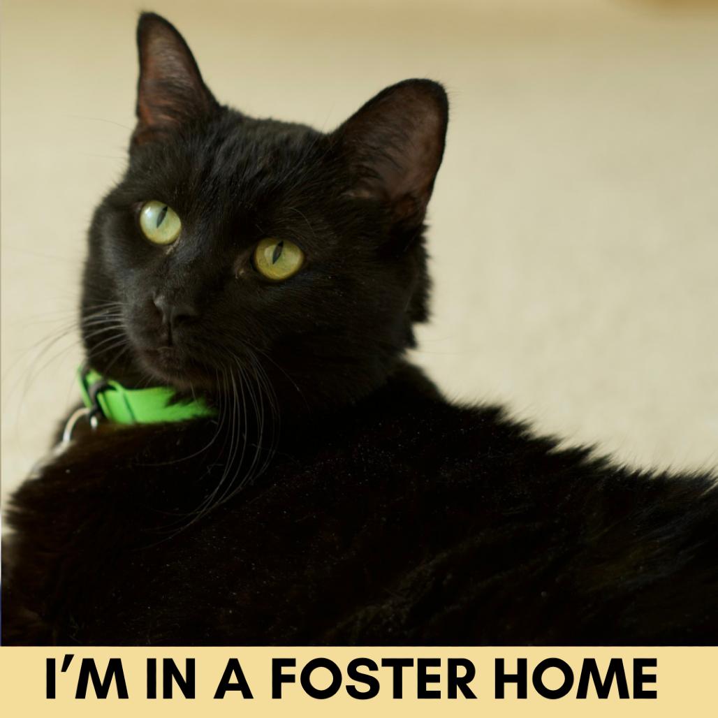 Enlarge Luna the Great, a Adoptable Domestic Short Hair in Lakewood, CO image 4/6