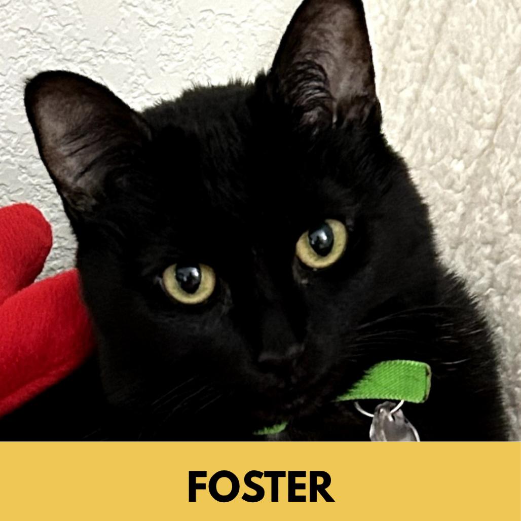 Enlarge Luna the Great, a Adoptable Domestic Short Hair in Lakewood, CO image 5/6