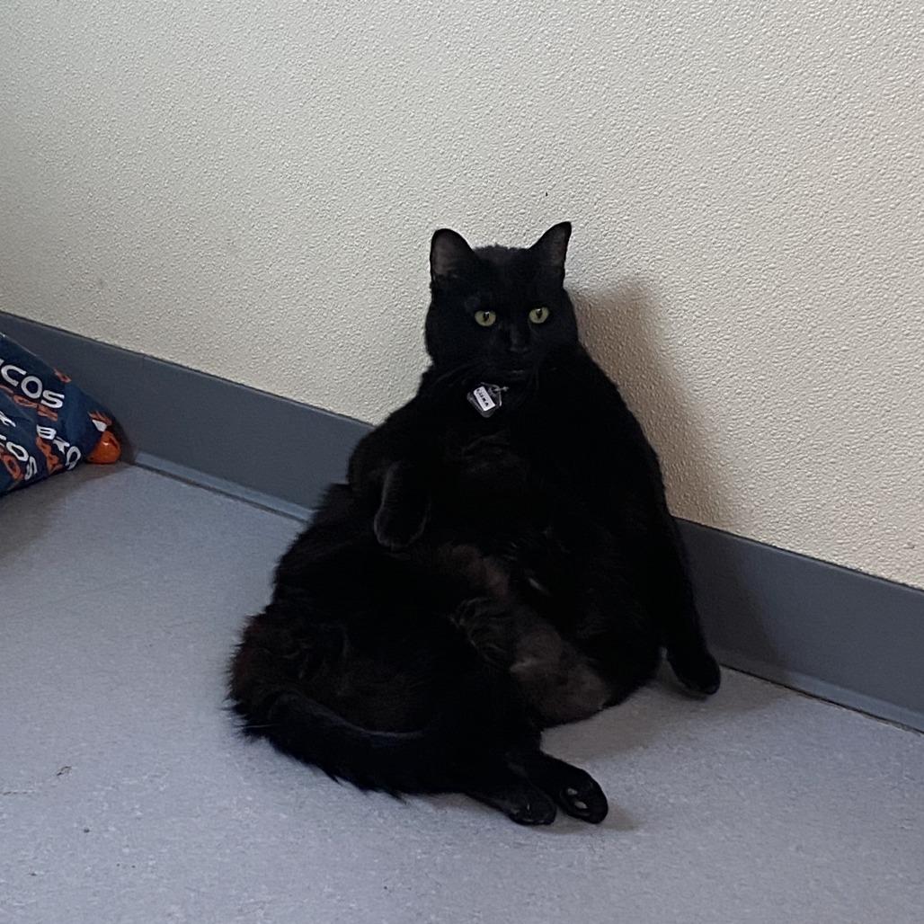 Enlarge Luna the Great, a Adoptable Domestic Short Hair in Lakewood, CO image 6/6