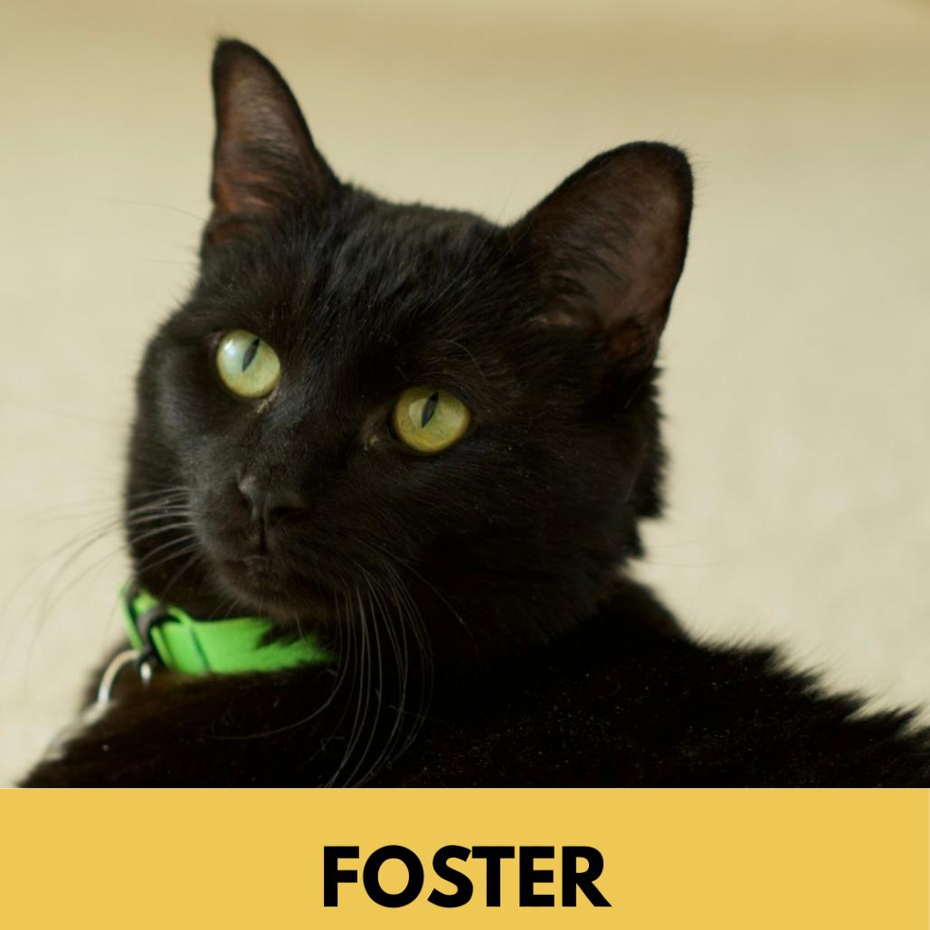 Enlarge Luna the Great, a Adoptable Domestic Short Hair in Lakewood, CO image 6/6