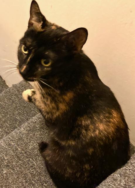 Enlarge Freckles - Lap cat & more!, an adopted Tortoiseshell in Durham, CT image 2/4