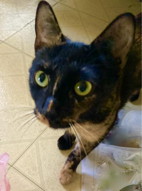 Enlarge Freckles - Lap cat & more!, an adopted Tortoiseshell in Durham, CT image 3/4