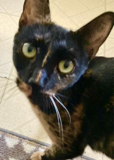 Enlarge Freckles - Lap cat & more!, an adopted Tortoiseshell in Durham, CT image 1/4