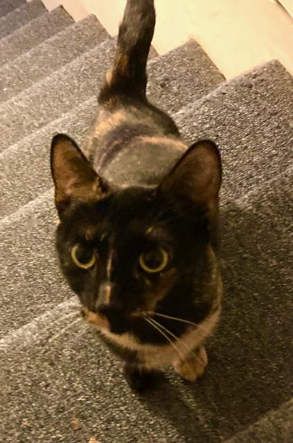 Enlarge Freckles - Lap cat & more!, an adopted Tortoiseshell in Durham, CT image 4/4