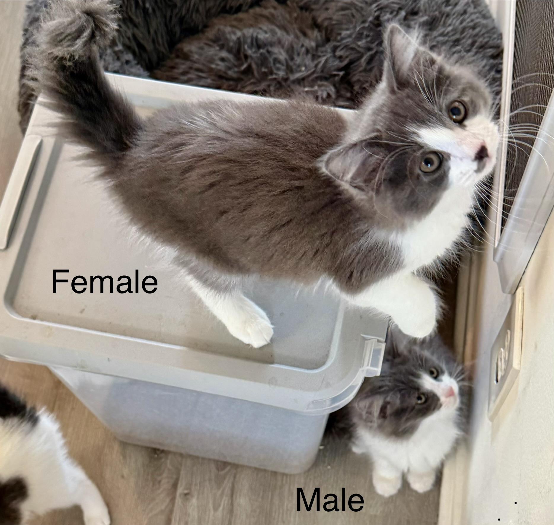 Enlarge Jack & Jill, an adopted mixed breed in Tustin, CA image 2/5