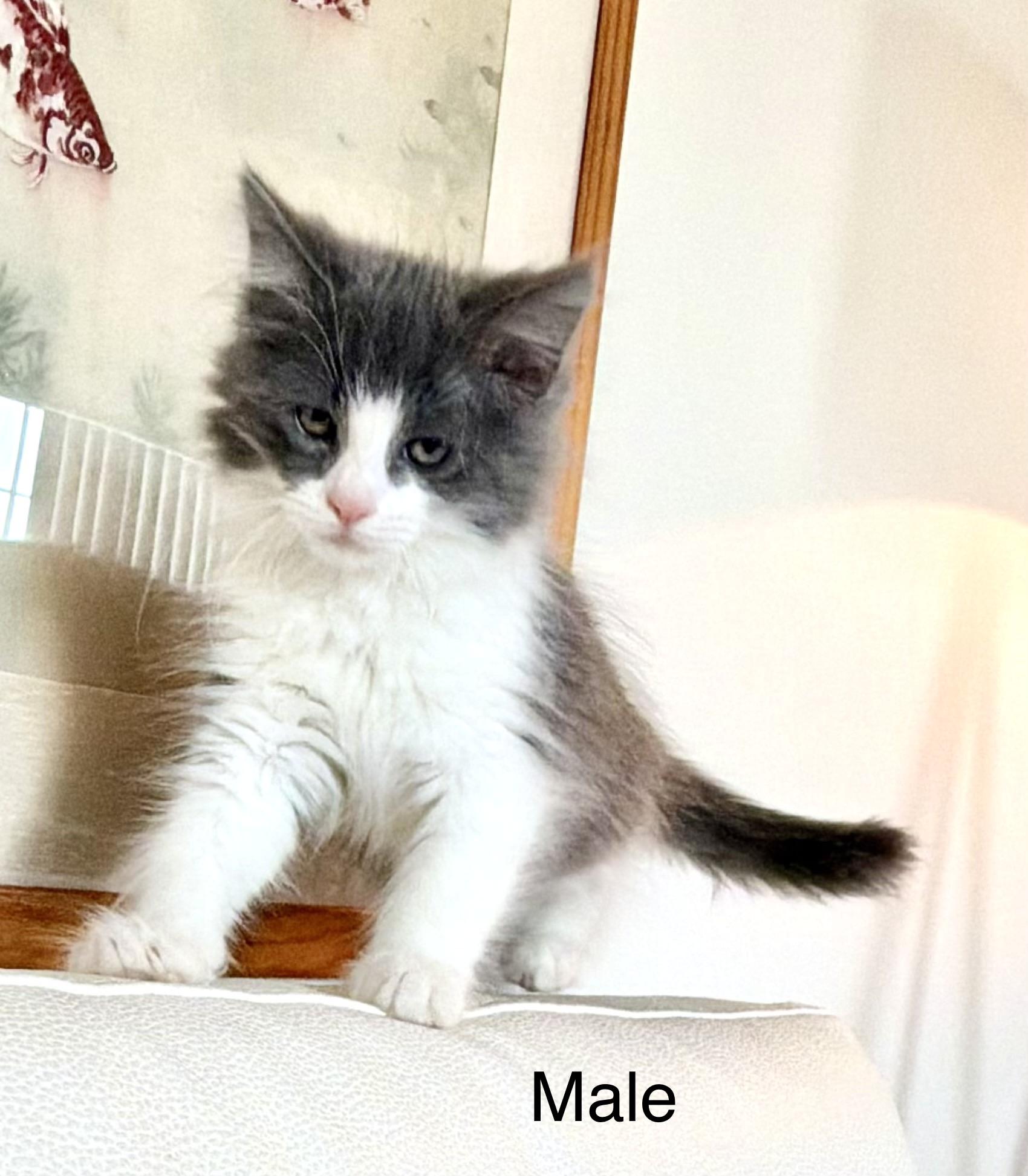 Enlarge Jack & Jill, an adopted mixed breed in Tustin, CA image 4/5