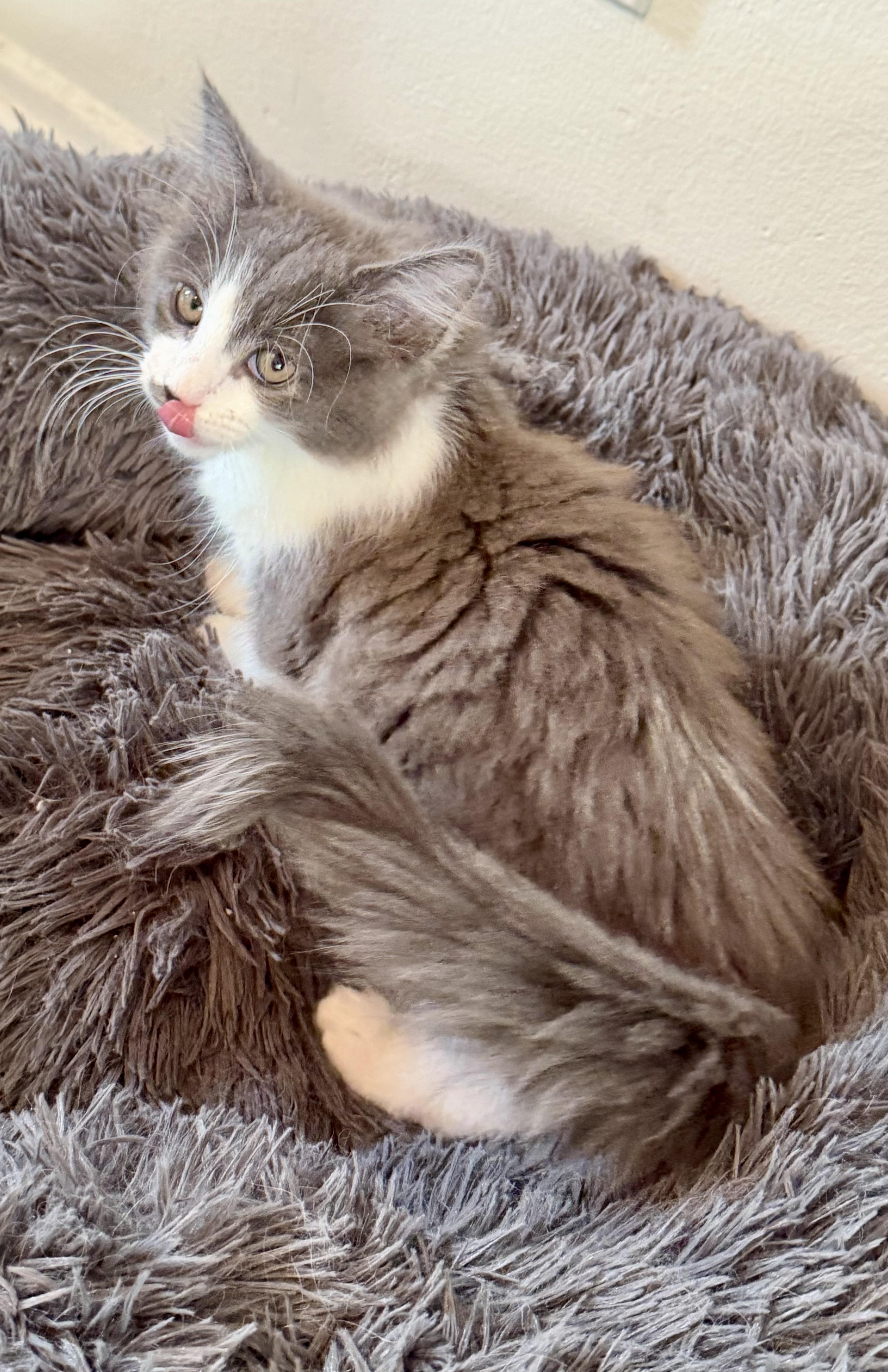 Jack & Jill, adopted, Kitten Male Ragdoll & Domestic Medium Hair.