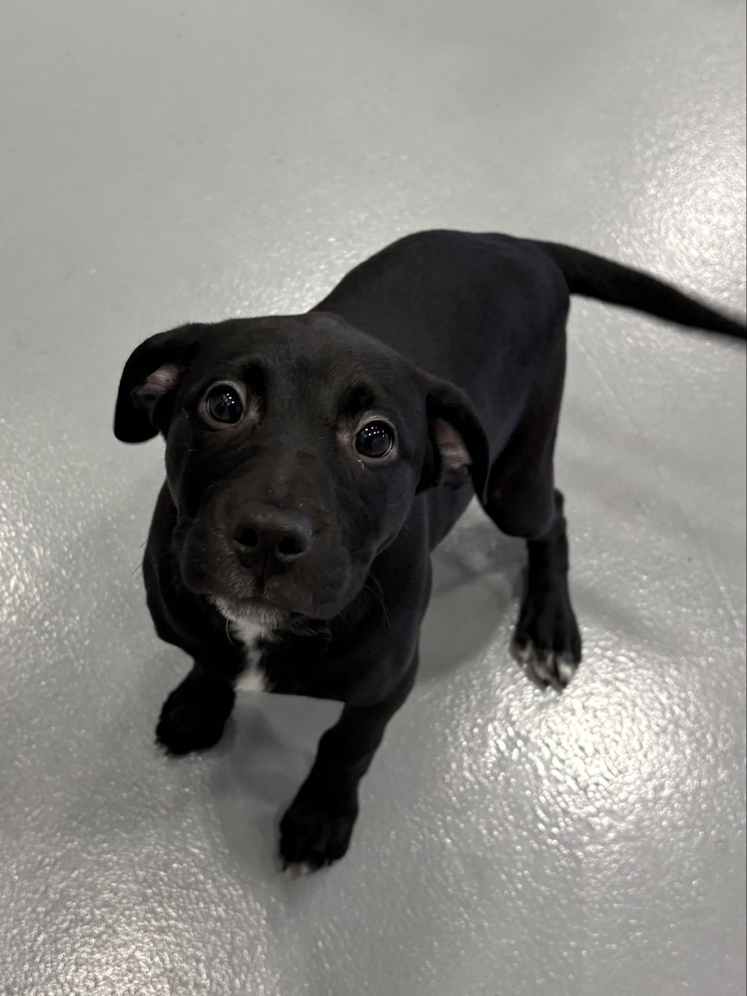 Ravenclaw, adopted, Puppy Female Pit Bull Terrier & Black Labrador Retriever.